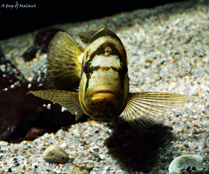 Nimbochromis livingstonii